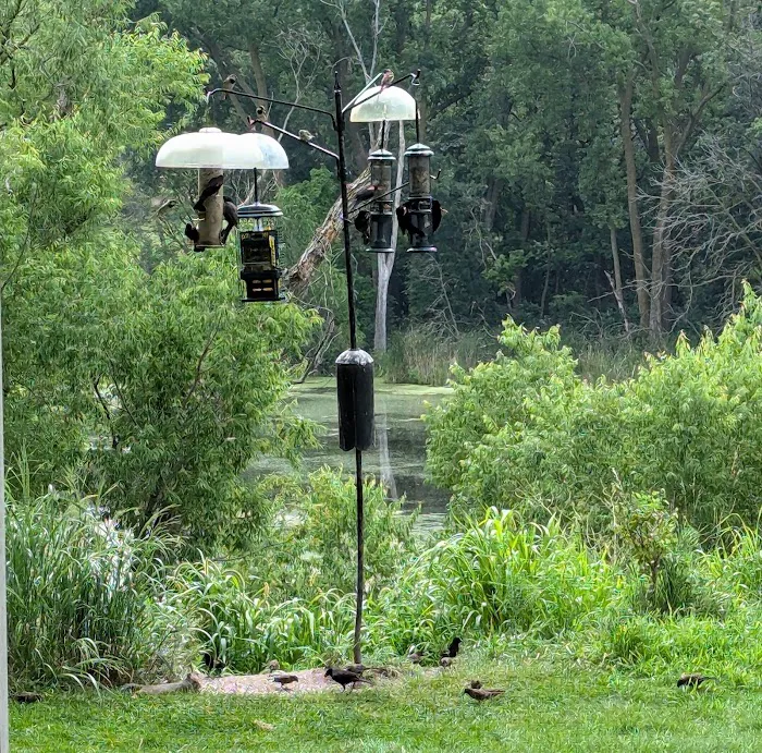 All Seasons Wild Bird Store Picture 3