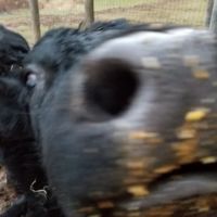 Dairyside Veterinary Services ico