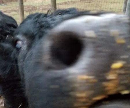 Dairyside Veterinary Services
