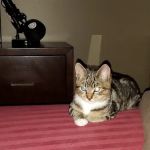 Cove Veterinary Services