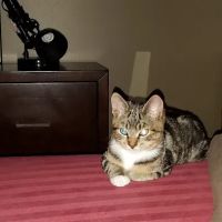 Cove Veterinary Services ico