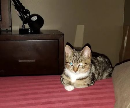 Cove Veterinary Services