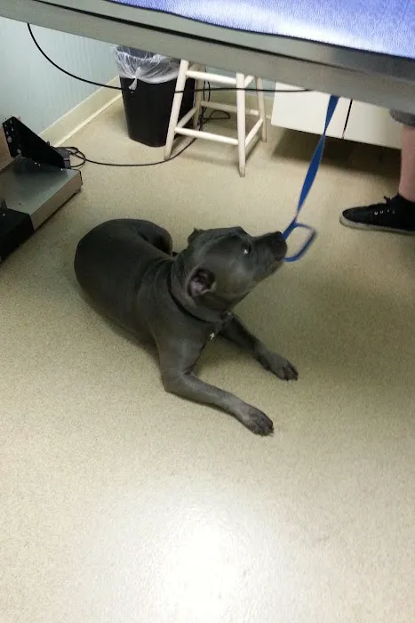 Jericho Animal Hospital Picture 5
