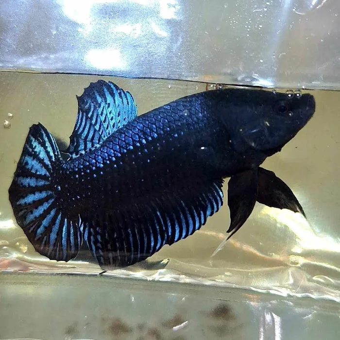Exotic Aquarium Picture 8