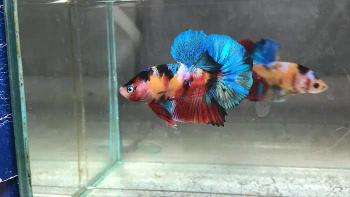 Exotic Aquarium Picture 1
