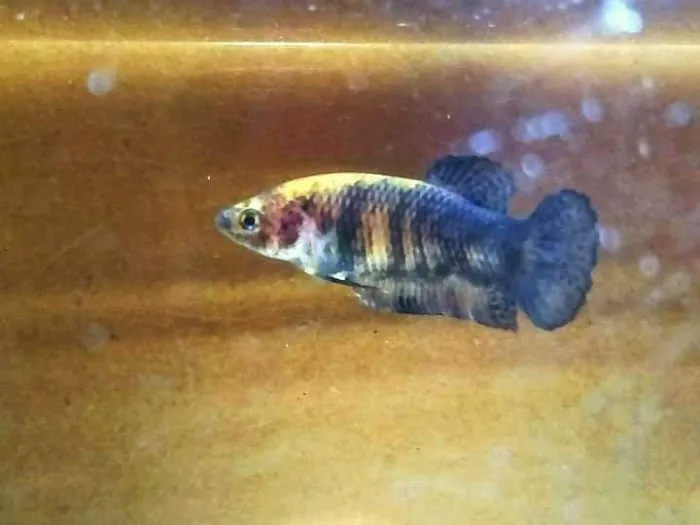 Exotic Aquarium Picture 9