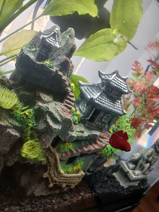 Exotic Aquarium Picture 5
