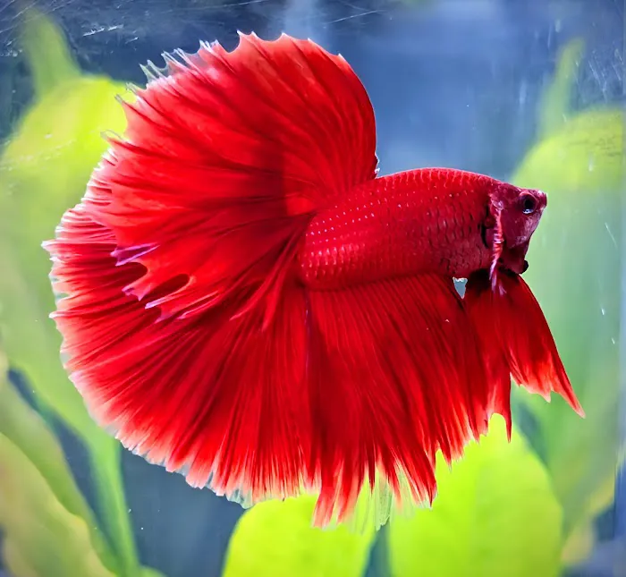 Exotic Aquarium Picture 4
