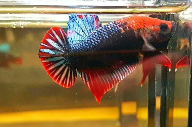 Exotic Aquarium Picture 7