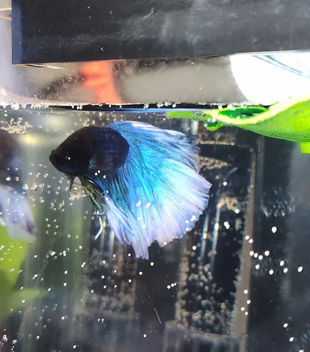 Exotic Aquarium Picture 3