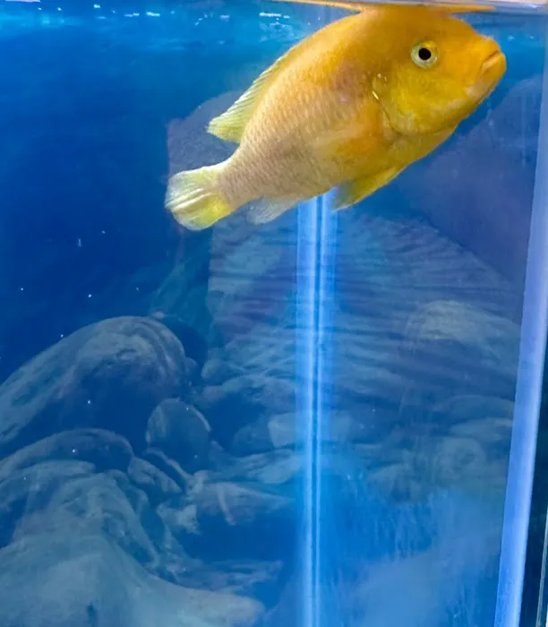 Exotic Aquarium Picture 2