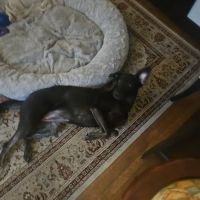 Woodbury Animal Hospital ico