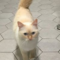 Animal Care Center of Plainview ico