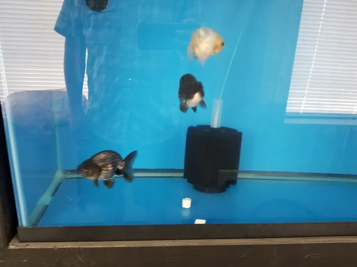 Imported Fish Picture 6
