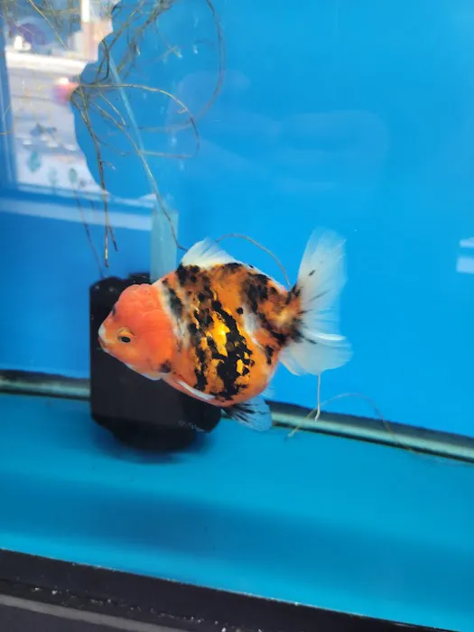 Imported Fish Picture 3