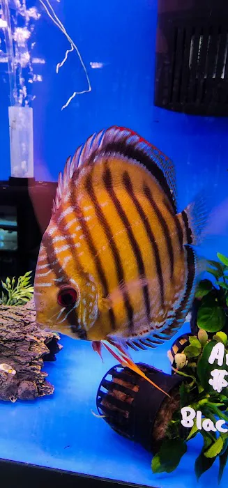 Imported Fish Picture 1