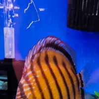 Imported Fish ico