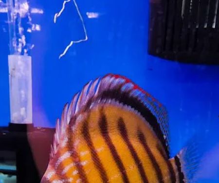 Imported Fish