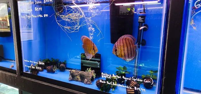 Imported Fish Picture 2