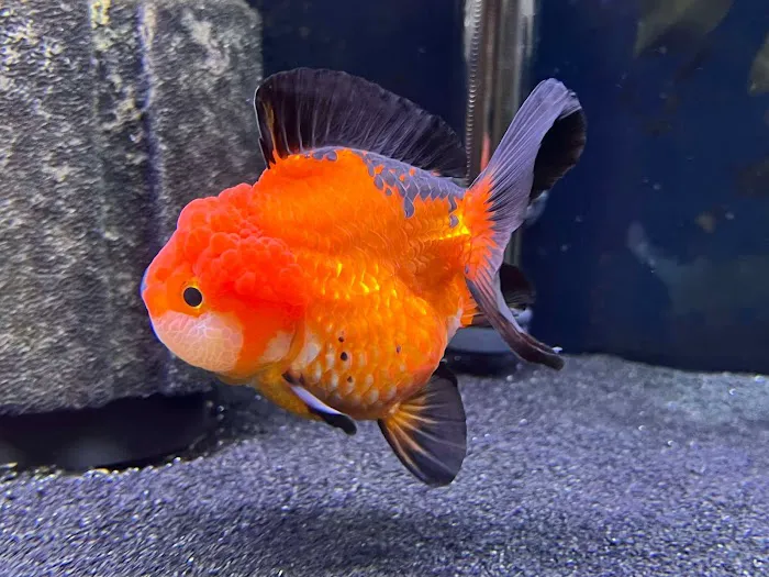 Imported Fish Picture 7