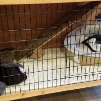 My Pets Vet ico