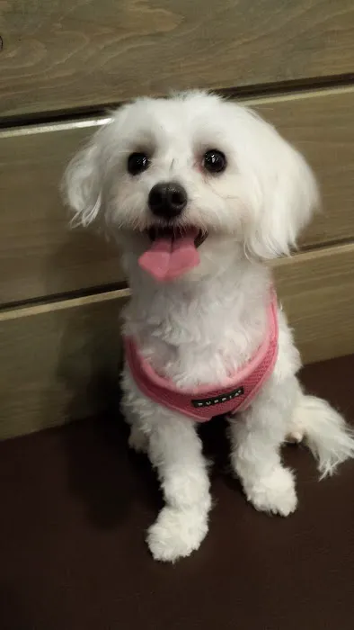 My Pets Vet Picture 2