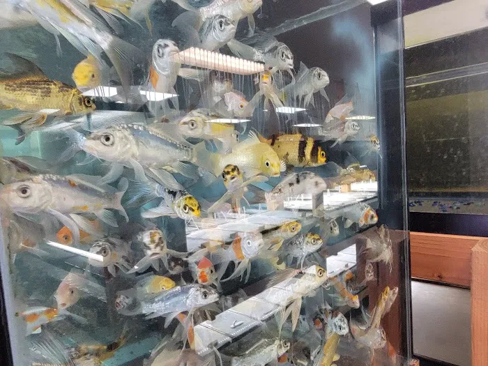 Quality Aquatics Pet Shop Picture 4