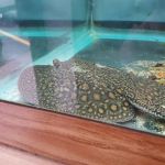 Quality Aquatics Pet Shop