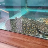 Quality Aquatics Pet Shop ico