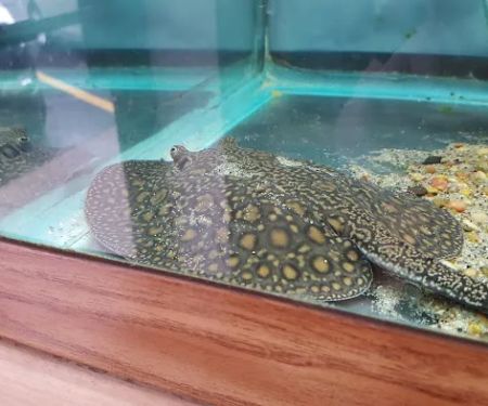 Quality Aquatics Pet Shop