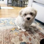 South Shore Animal Hospital
