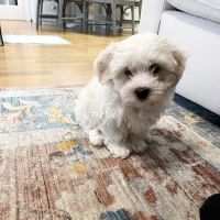 South Shore Animal Hospital ico