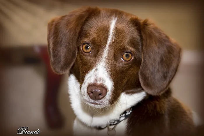 South Shore Animal Hospital Picture 9