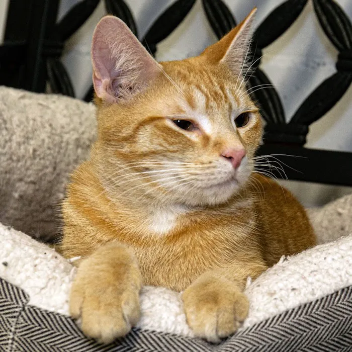 South Shore Animal Hospital Picture 10
