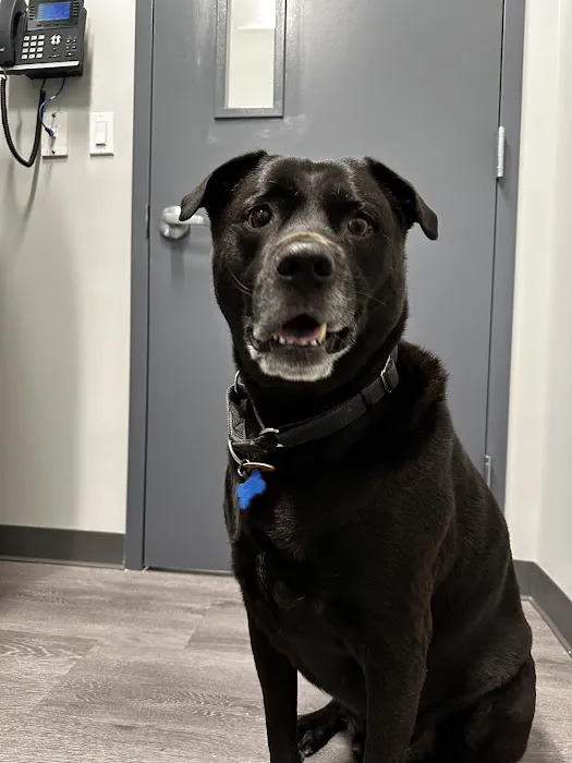 South Shore Animal Hospital Picture 5