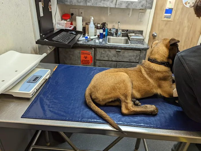 South Shore Animal Hospital Picture 3