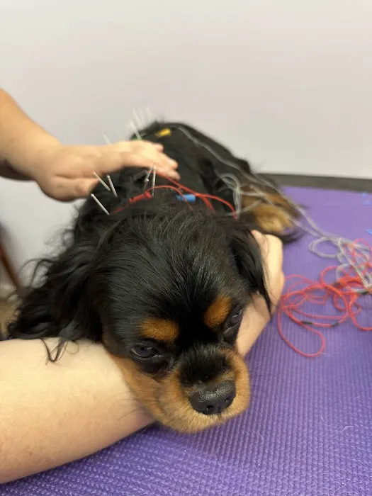 Long Island Veterinary Acupuncture Picture 5