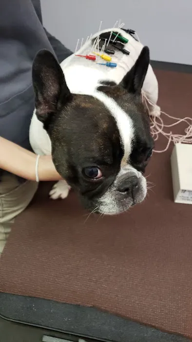 Long Island Veterinary Acupuncture Picture 2