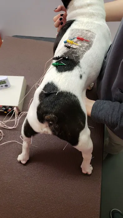 Long Island Veterinary Acupuncture Picture 4