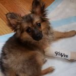 Page Community Veterinary Clinic