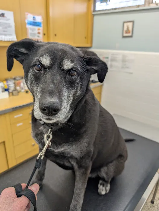 Massapequa Hospital for Animals, A Thrive Pet Healthcare Partner Picture 2