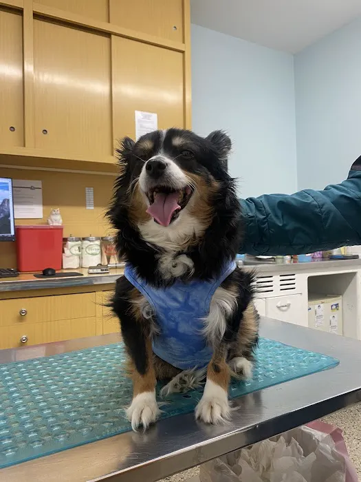 Massapequa Hospital for Animals, A Thrive Pet Healthcare Partner Picture 1