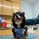 Massapequa Hospital for Animals, A Thrive Pet Healthcare Partner