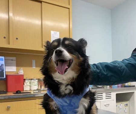 Massapequa Hospital for Animals, A Thrive Pet Healthcare Partner