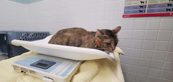 Massapequa Hospital for Animals, A Thrive Pet Healthcare Partner Picture 4