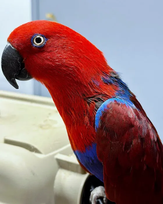 Old Country Animal Clinic Picture 3