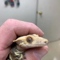 Old Country Animal Clinic ico