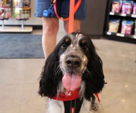 Chuck & Don's Pet Food & Supplies