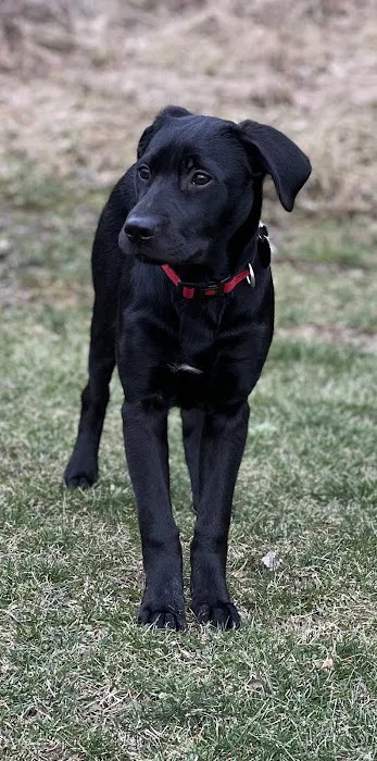 Lakeside Veterinary Services Picture 1