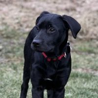 Lakeside Veterinary Services ico